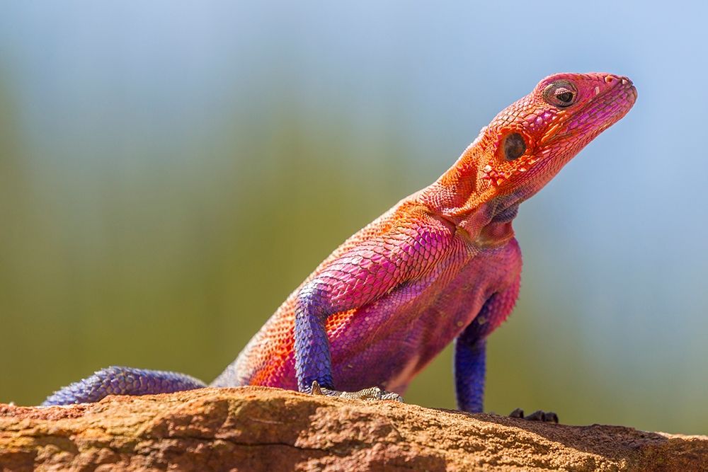 Africa-Tanzania-Serengeti National Park Agama lizard close-up
